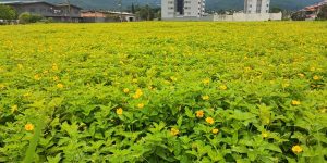 FUJAMA alerta que aplicação de herbicida nas calçadas é proibida