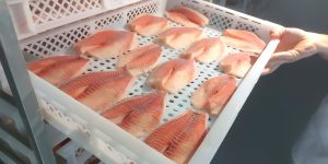 Venda de pescado movimenta Parque de Eventos no fim de semana