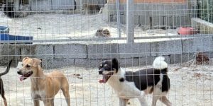 Prefeitura promove adoção de 55 animais resgatados em Guaramirim