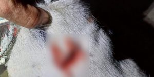 Moradores denunciam agressão a cão, e autor é preso pela PM em Jaraguá do Sul