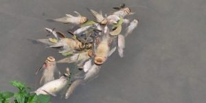 Fujama investiga mortandade de peixes no Rio Jaraguá