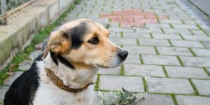Prefeitura de Guaramirim promove castração gratuita de cães e gatos neste mês