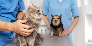 Guaramirim realiza castração de cães e gatos neste sábado