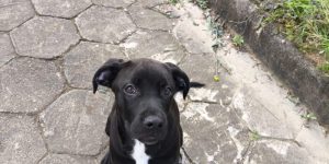 Joinville: Mulheres investigadas por abandonar cão amarrado em poste