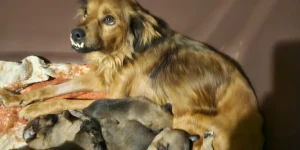 Nova feira de adoção de cães ocorre neste sábado na Praça