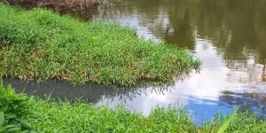 Fujama atende denúncia de possível poluição hídrica em córrego no Vieira