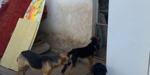 Polícia Civil prende mulher em flagrante por maus-tratos a cães