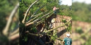 Quedas de árvores e rompimento de rede elétrica afetam Rio Cerro I, Jaraguá do Sul