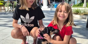 Feira de adoção da Fujama garante novo lar para 14 animais em Jaraguá do Sul