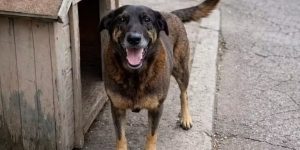 Acusado de coagir porteiro no caso Orelha morre após infarto em Florianópolis