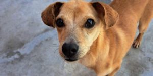 Pets esperam por um novo lar neste sábado na Praça