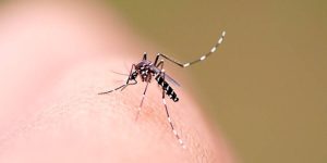 Jaraguá do Sul registra 13ª morte por dengue