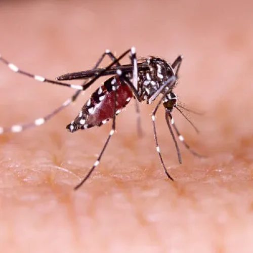 Jaraguá do Sul tem 669 casos confirmados de dengue  em quatro dias