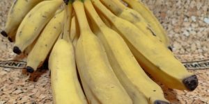 Polêmica: Justiça revoga restrições sanitárias para as bananas do Equador