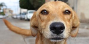 Jaraguá do Sul terá feira de adoção de animais neste sábado (22)