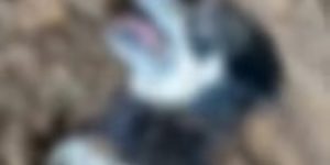 Cadela prenha é enterrada viva em Joinville e polícia deflagra operação contra suspeitos