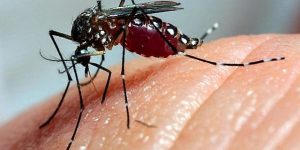Estado confirma duas mortes por chikungunya em 2025