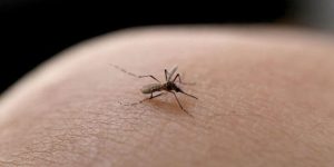 Número de casos de dengue aumenta 650% em SC e estado deve decretar emergência