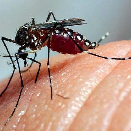 Jaraguá do Sul ultrapassa os 6 mil casos de dengue