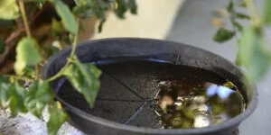 Combate à dengue: Saúde reforça ações de prevenção