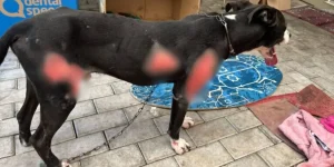 Polícia Civil prende em flagrante homem que arrastou cão por um quilômetro em Blumenau