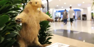 Ações na Praça marcam aniversário da Fujama neste sábado