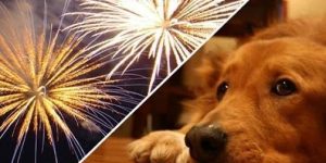 Leis proíbem foguetes com barulho em Jaragué e Guaramirim desde 2022