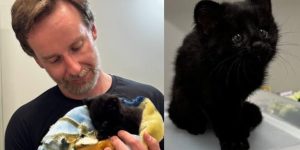 Raríssimo gato-do-mato melânico é resgatado no bairro Santa Luzia