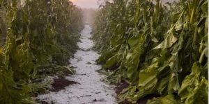 Lavouras de tabaco e 25 propriedades rurais foram devastadas por granizo em cidade de SC