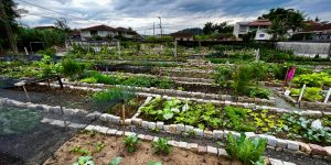 350 mil mudas para  hortas comunitárias de Jaraguá do Sul