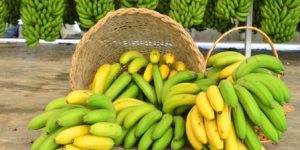 Fruticultura