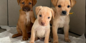 Jaraguá do Sul terá final de semana agitado com cultura, esporte, adoção de pets e ações de saúde