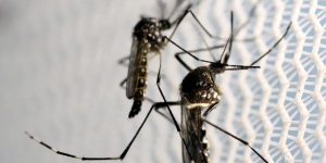 Ministério da  aponta situação de alerta ou risco para Aedes aegypti em quase metade dos municípios pesquisados