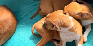 Fujama realiza feira de adoção de animais e distribui mudas gratuitas neste sábado em Jaraguá do Sul
