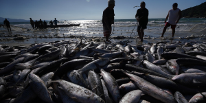 Safra da tainha inicia nesta sexta, 01 de maio em Santa Catarina