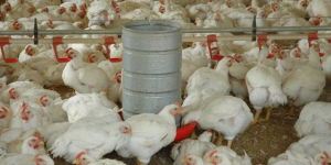 Setor de carnes de Santa Catarina busca reverter restrições impostas pela União Europeia