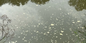 Fujama descarta poluição em espuma encontrada no Rio Itapocu