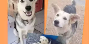 Mulher é condenada em Jaraguá do Sul por mandar matar cachorro da própria filha