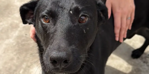 Feira de adoção da Fujama terá 18 animais disponíveis neste sábado em Jaraguá do Sul