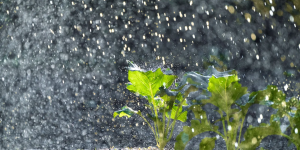Jaraguá do Sul elabora guia de prevenção ao El Niño para os produtores locais