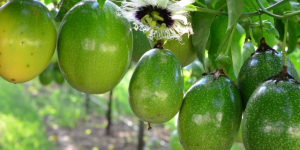 Produção de maracujá se mantém forte em Santa Catarina e avança também no Vale do Itapocu