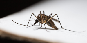 Pesquisadores apresentam resultados de estudos para combater maruim e Aedes aegypti em SC