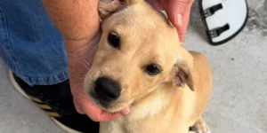 Fujama promove nova feira de adoção de pets em Jaraguá do Sul