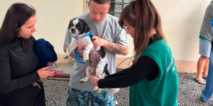 Guaramirim chega a 790 castrações gratuitas de cães e gatos