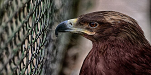 Justiça confirma multa aplicada após fiscalização encontrar 87 aves em suposta rinha