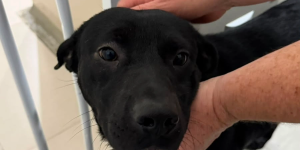 Feira de adoção oferece 21 pets neste sábado em Jaraguá do Sul