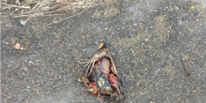 João-de-barro causa apagões e deixa Corupá sem energia