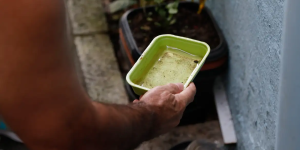 Ministério da Saúde alerta para risco de aumento da dengue com possível retorno do El Niño; Jaraguá do Sul mantém cenário controlado