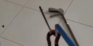 Cobra coral verdadeira assusta moradores ao aparecer dentro de residência em Jaraguá do Sul