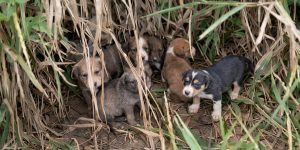 MPSC apura denúncias de maus-tratos, infestação de carrapatos e falhas no atendimento veterinário em Guaramirim